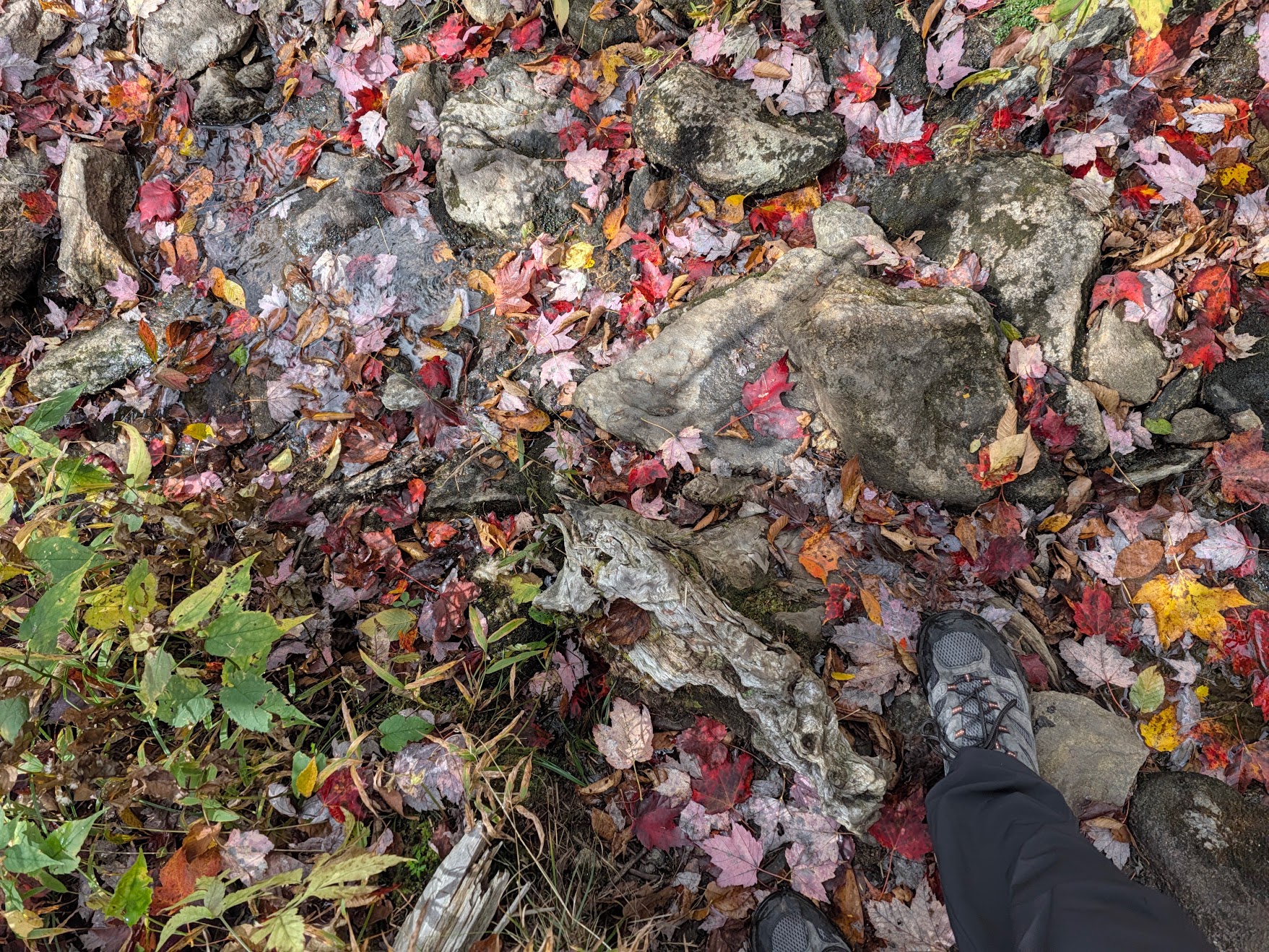 Red leaves on the ground